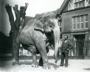 Asijský slon se škrábe o mrtvý strom, balancuje na třech nohách a dívá se na svého trenéra Syeda Aliho, londýnská zoo od Frederick William Bond