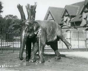 Asijský slon škrábající se o mrtvý strom, zatímco balancuje na třech nohách, londýnská zoo od Frederick William Bond