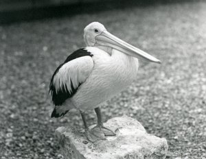 Australský pelikán stojící na kameni v londýnské zoo v roce 1929 (černobílá fotografie) od Frederick William Bond
