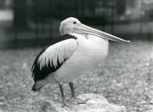Australský pelikán stojící na kameni v londýnské zoo v roce 1929 (černobílá fotografie) od Frederick William Bond