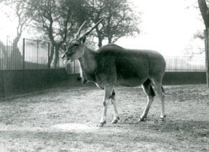 Eland ve výběhu v londýnské zoo v červnu 1925 od Frederick William Bond