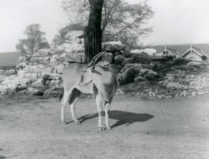 Eland stojící ve výběhu v londýnské zoo v roce 1929 (černobílá fotografie) od Frederick William Bond