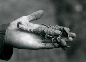 Císař Scorpion držený v dlani chovatele, Londýnská zoo, říjen 1925 od Frederick William Bond