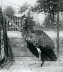 An Emu v londýnské zoo v září 1927 od Frederick William Bond