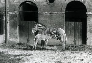 Ohrožená zebra šedá císařská, která krmí své čtyřdenní hříbě ve výběhu v londýnské zoo v srpnu 1927. od Frederick William Bond