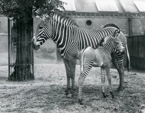 Ohrožená zebra šedá císařská se čtyřdenním hříbětem ve výběhu v londýnské zoo v srpnu 1927. od Frederick William Bond