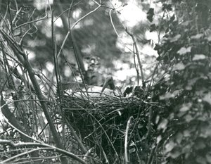 Ibis sedící na hnízdě v londýnské zoo v roce 1924 od Frederick William Bond