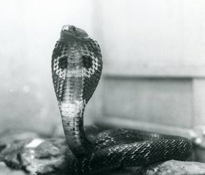 Kobra indická se vztyčenou hlavou a rozšířenou kapucí, Londýnská zoo, říjen 1925 od Frederick William Bond