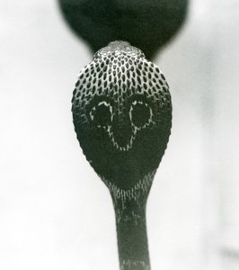 Indická brýlová asijská binocelátová kobra se zvednutou hlavou a rozšířenou kapucí, Londýnská zoo, říjen 1925 od Frederick William Bond