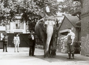 Slon indický vážený chovateli v londýnské zoo, srpen 1935 od Frederick William Bond
