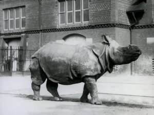 Nosorožec indický v londýnské zoo, 1927 od Frederick William Bond