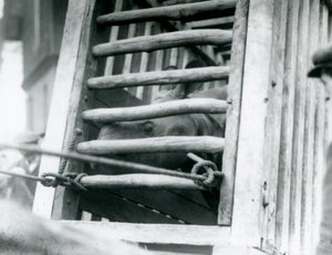 Nosorožec indický vykukuje ze své dřevěné přepravní bedny při příjezdu do londýnské zoo v roce 1924 od Frederick William Bond