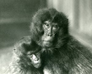 Dospělá a mladá opice Gelada Krvácející srdce v londýnské zoo v lednu 1925 od Frederick William Bond