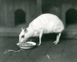 Albín Javan Chevrotain Java Mouse-Deer jí z misky v londýnské zoo v roce 1926 od Frederick William Bond