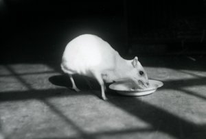 Albín chevrotain jí z misky, Londýnská zoo, prosinec 1926 od Frederick William Bond