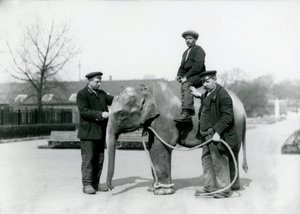 Mládě slona indického s chovateli A. Churchem a H. Robertsonem v londýnské zoo, červen 1922 od Frederick William Bond