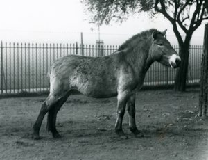 Ohrožený divoký kůň Převalského stojící ve výběhu v londýnské zoo, říjen 1927 od Frederick William Bond