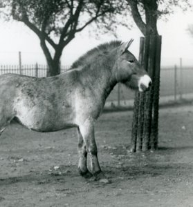 Ohrožený divoký kůň Převalského stojící ve výběhu v londýnské zoo, říjen 1927 od Frederick William Bond