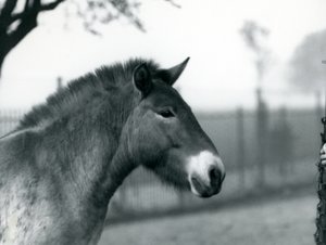 Ohrožený divoký kůň Převalského stojící ve výběhu v londýnské zoo, říjen 1927 od Frederick William Bond
