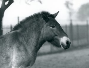 Ohrožený divoký kůň Převalského stojící ve výběhu v londýnské zoo, říjen 1927 od Frederick William Bond