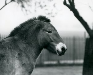Ohrožený divoký kůň Převalského stojící ve výběhu v londýnské zoo, říjen 1927 od Frederick William Bond