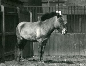 Ohrožený divoký kůň Převalského stojící ve výběhu v londýnské zoo v roce 1927 od Frederick William Bond