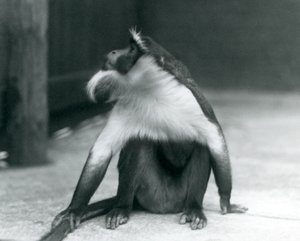 Ohrožená opice Roloway sedí na zemi, dívá se vzhůru a drží se za ocas, Londýnská zoo, 1927. od Frederick William Bond