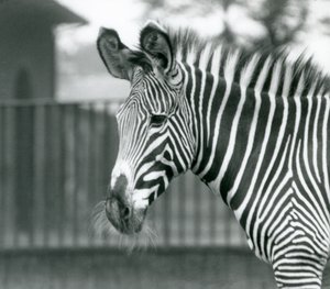 Samice/jenny ohrožovaly zebru Grevyho, londýnská zoo, červenec 1926 (černobílá fotografie) od Frederick William Bond