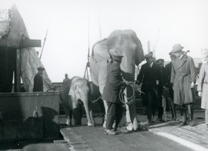 Asijští sloni vystupující z lodi na cestě do londýnské zoo v roce 1927 od Frederick William Bond