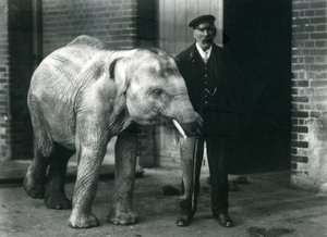 Mláďa asijského slona s chovatelem Charlesem Eylesem, Londýnská zoo, listopad 1915 od Frederick William Bond
