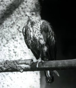 Bonelliho orel odpočívá na větvi v londýnské zoo, září 1925 od Frederick William Bond
