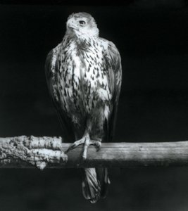 Bonelliho orel odpočívá na větvi v londýnské zoo, září 1925 od Frederick William Bond