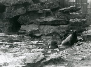 Kalifornští lachtani s ledem na jejich bazénu, londýnská zoo od Frederick William Bond