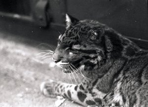 Leopard obláčkový, 1922 od Frederick William Bond