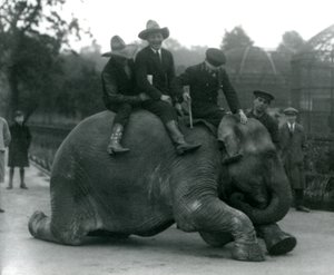 Kovbojové a trenér se samicí slona indického Sundermalah během návštěvy londýnské zoo v roce 1924 od Frederick William Bond