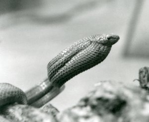 Vejcožravý had v londýnské zoo v roce 1930 (černobílá fotografie) od Frederick William Bond