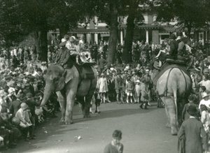 Vyjížďky na slonech se dvěma asijskými slony sledovanými davy přihlížejících v londýnské zoo v srpnu 1926 (černobílá fotografie) od Frederick William Bond
