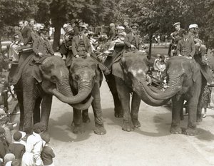 Jízda na slonech v londýnské zoo, červenec 1936 od Frederick William Bond