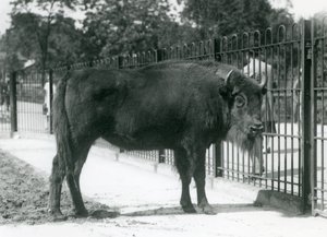 Zubr evropský 