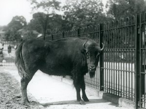 Zubr evropská Georgina v mřížích svého výběhu, londýnská zoo, 12. srpna 1926 od Frederick William Bond