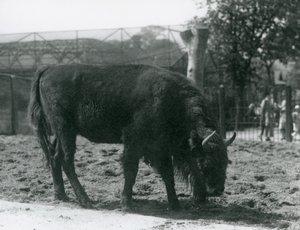 Bizonka Julia pojídá trávu ve svém výběhu, Londýnská zoo, 12. srpna 1926 od Frederick William Bond