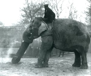 Samice slona asijského, „Indiarani“, přemisťuje chobotem dřevo, zatímco její ošetřovatel sedí na jejích zádech a řídí ji, Londýnská zoo od Frederick William Bond