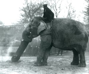 Samice slona asijského, Indianani, přemisťuje chobotem dřevo, zatímco její ošetřovatel sedí na zádech a řídí ji, Londýnská zoo, 1925 od Frederick William Bond