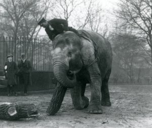 Samice slona asijského, Indianani, posouvá chobotem dřevo, zatímco její ošetřovatel sedí na zádech a řídí ji a další dva lidé se dívají, Londýnská zoo, 1925 od Frederick William Bond