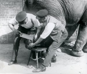 Samici asijského slona Sundermalah její chovatelé ostříhali nohy v londýnské zoo, srpen 1926 od Frederick William Bond