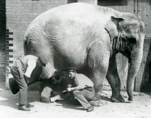 Samici asijského slona Sundermalah její chovatelé ostříhali nohy v londýnské zoo, srpen 1926 od Frederick William Bond