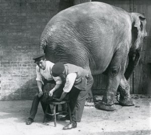 Samici asijského slona ošetřovatelé ořezávají nohy v londýnské zoo, srpen 1926 od Frederick William Bond