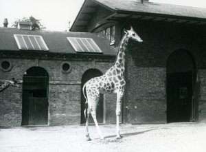 Žirafa, Maud, stojící ve výběhu před Giraffe House, London Zoo, červenec 1925 od Frederick William Bond