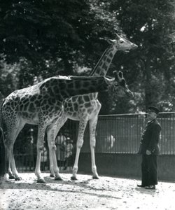Žirafy Maud a Maggie, s chovatelem Ernie Professor Bowman, Londýnská zoo, červenec 1924 od Frederick William Bond