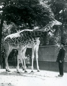 Žirafy Maud a Maggie, s chovatelem Ernie Professor Bowman, Londýnská zoo, červenec 1924 od Frederick William Bond